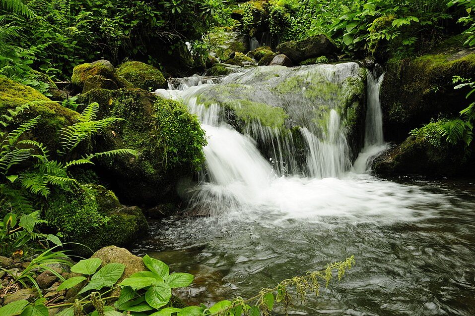 Spend a day in Mtirala’s Colchic rainforest - Batumi