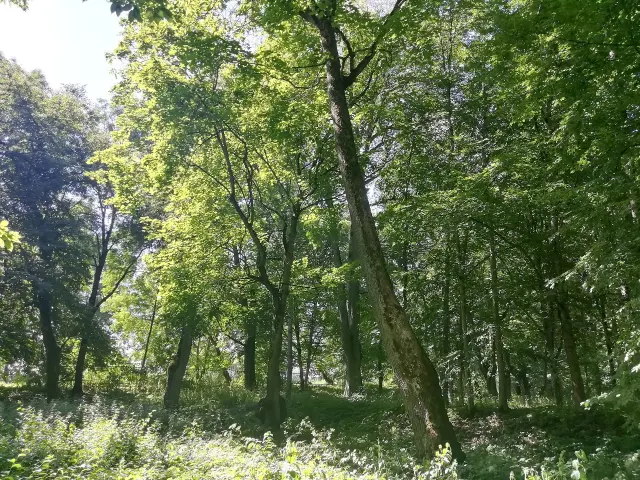Take a walk through Rutkievichy Park - Shchuchyn