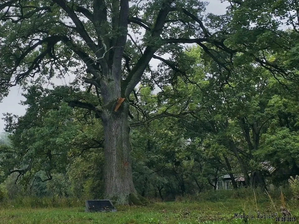 Take a trip to the Devajtis oak in Hrušava
